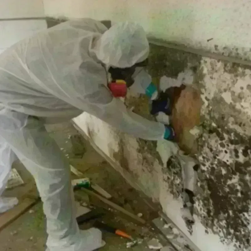 Mold Remediation and Removal in Henry County, TN